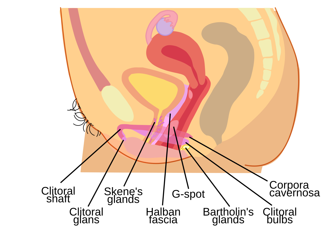 The female human genitalia soruce for the lettering of the p