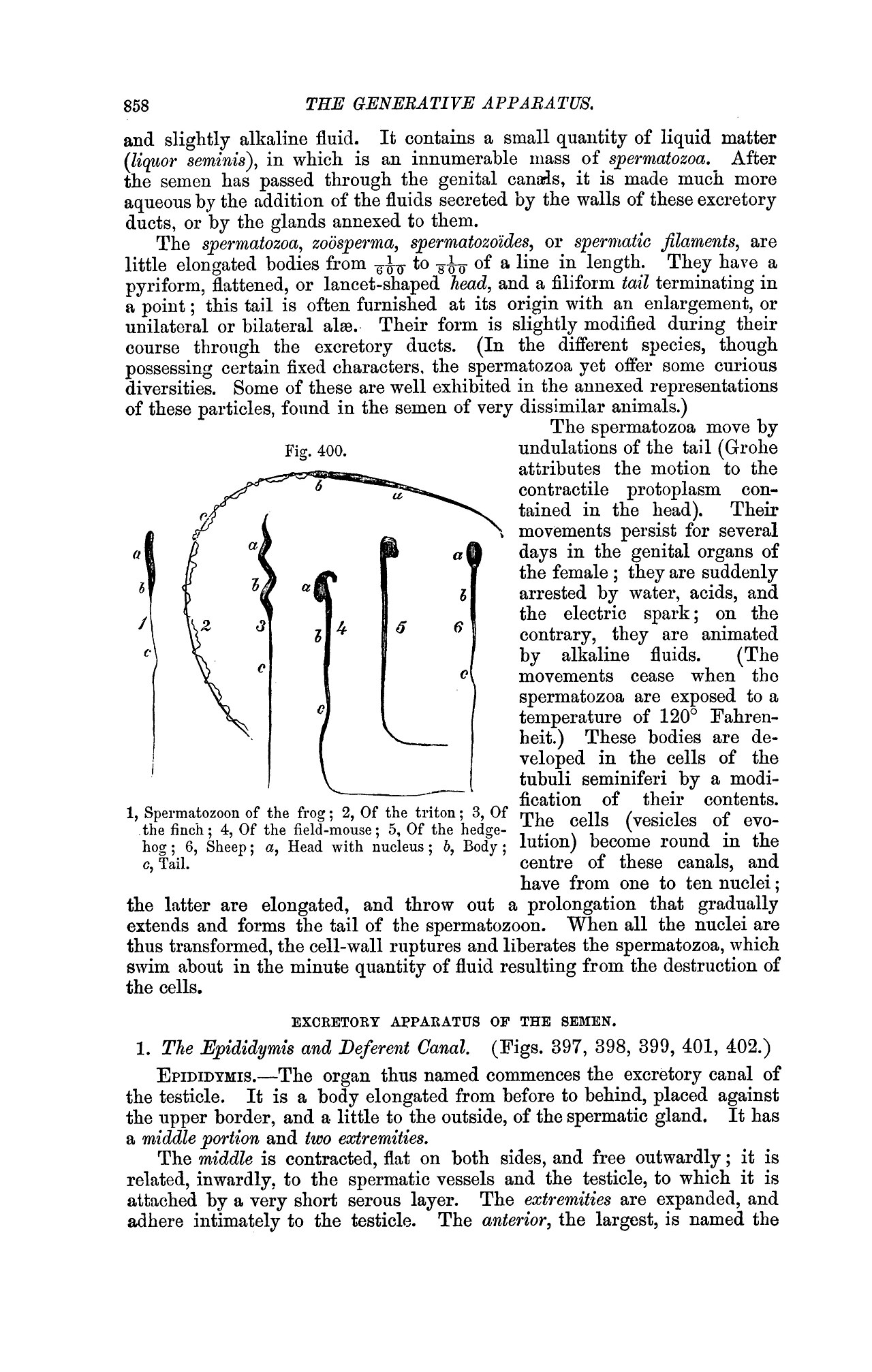 Title the comparative anatomy of the domesticated animals id