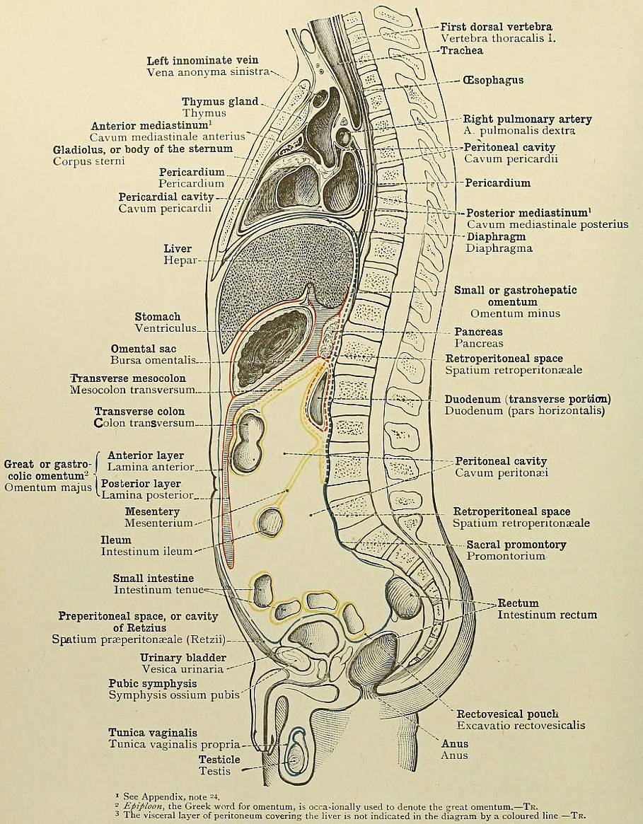 Title an atlas of human anatomy for students and physicians