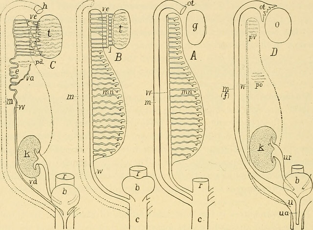 Title comparative anatomy identifier comparativeanato00neal