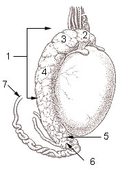 Illu testis surface
