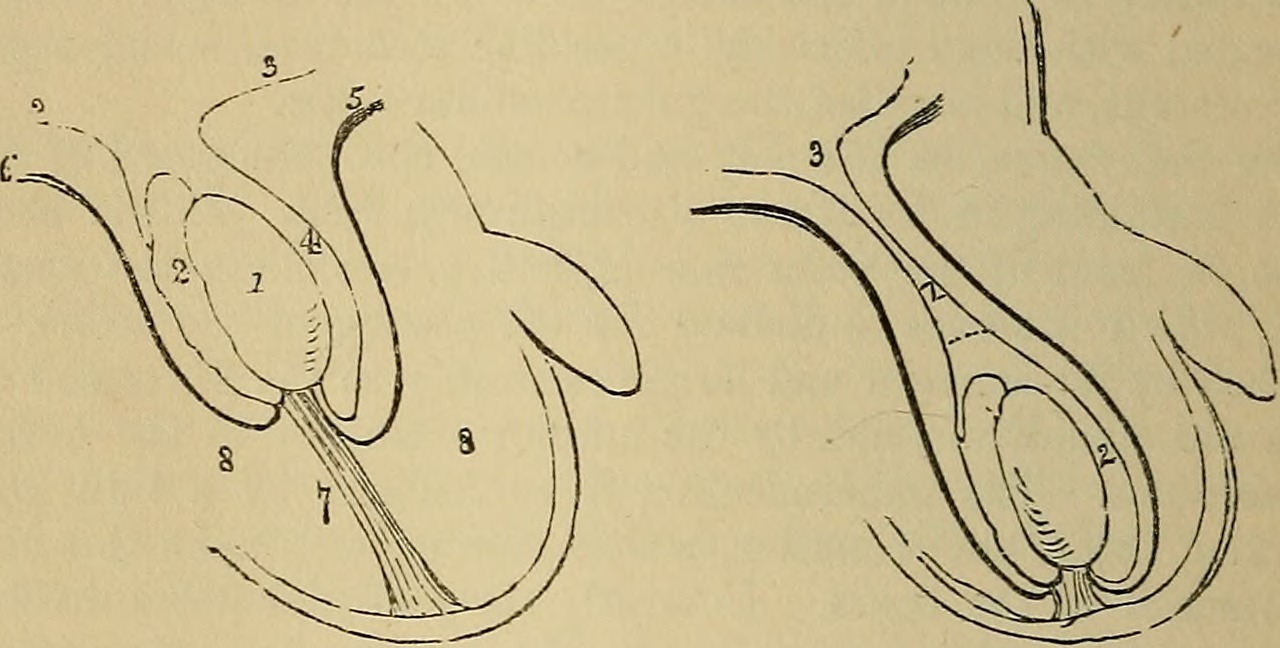 Identifier anatomistsvademe1851wils find matches title the a