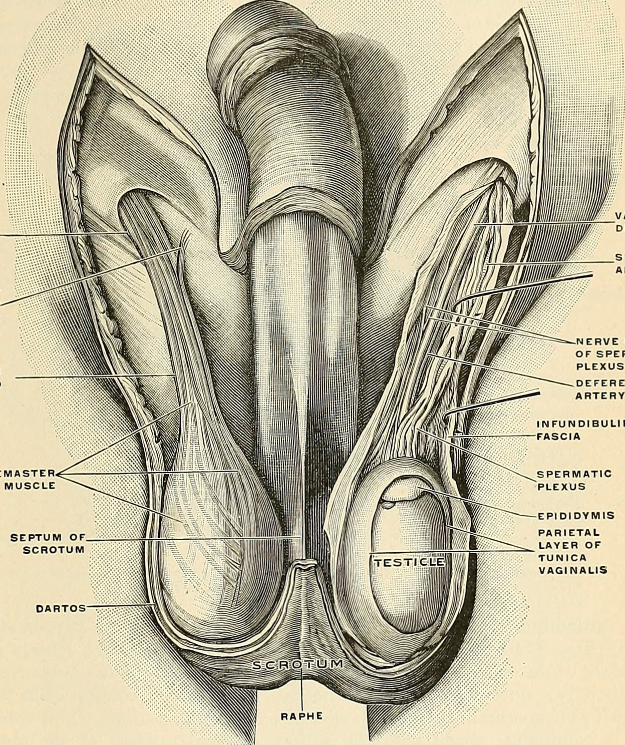 Title anatomy descriptive and applied identifier anatomydesc