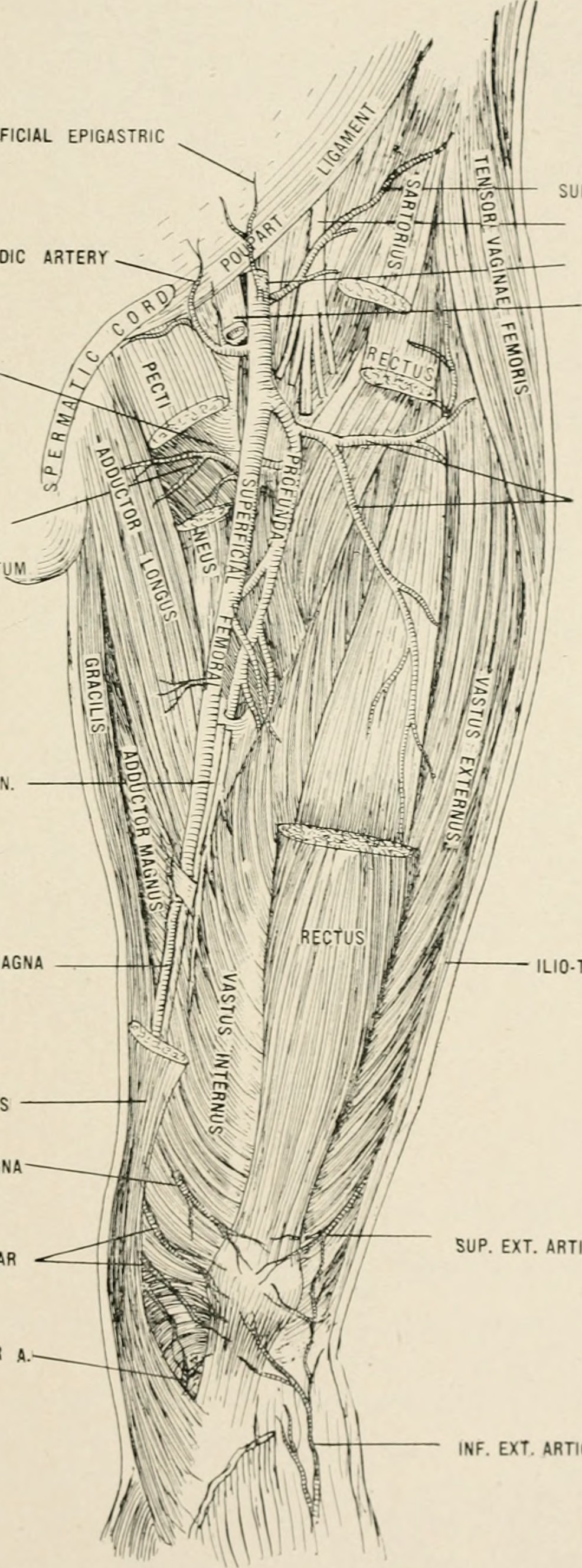 Title anatomy in a nutshell a treatise on human anatomy in i