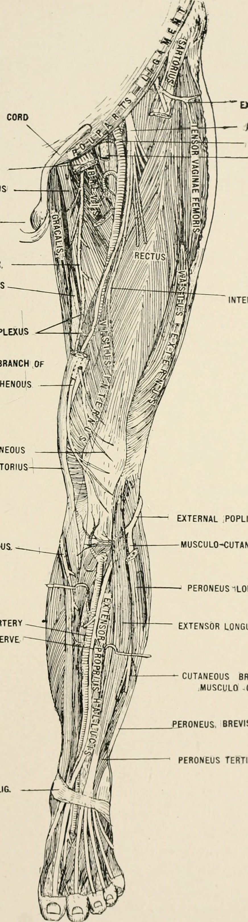 Title anatomy in a nutshell a treatise on human anatomy in i