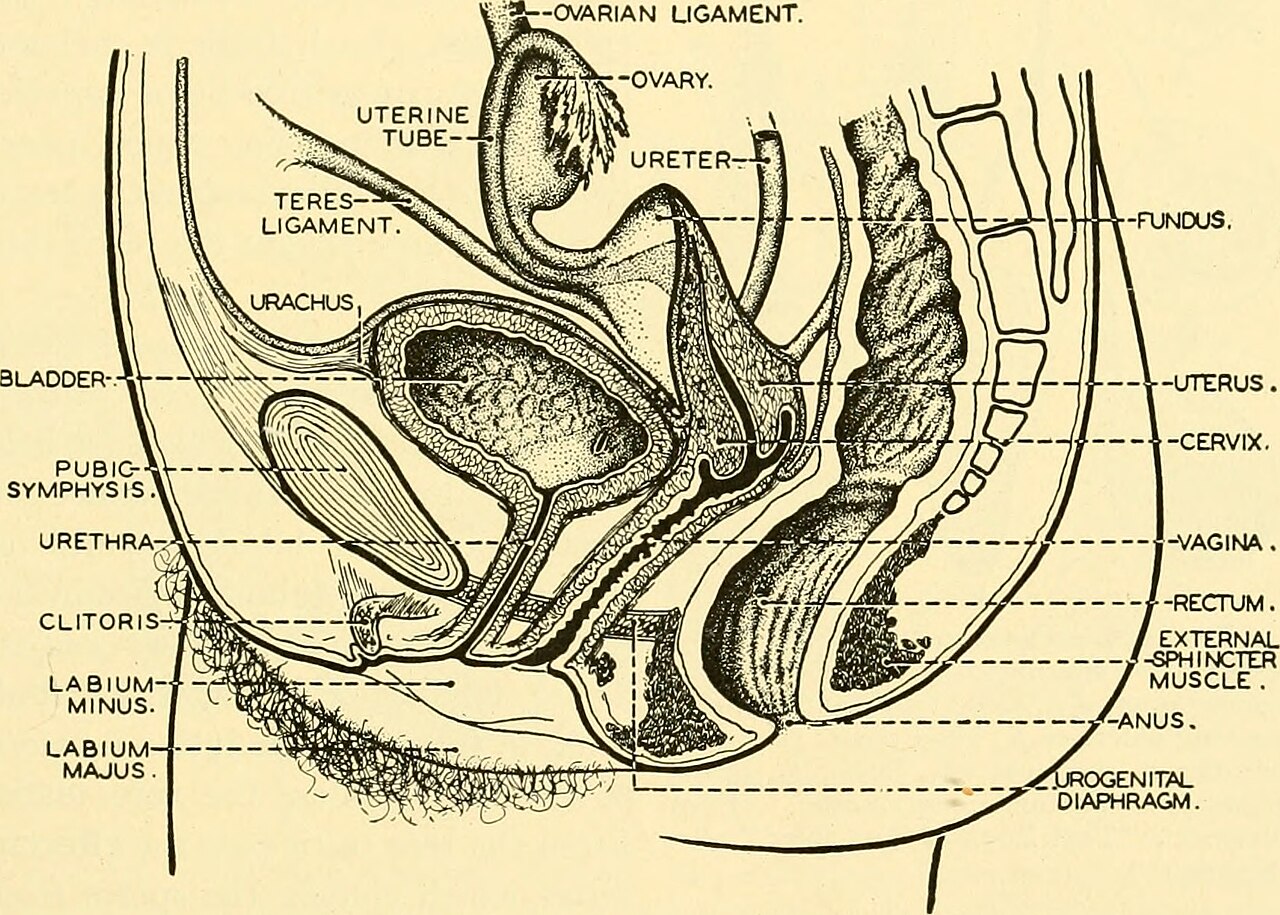 Title chordate anatomy identifier chordateanatomy00neal find