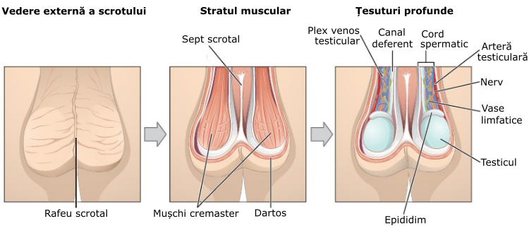 Illustration from anatomy amp physiology connexions web site