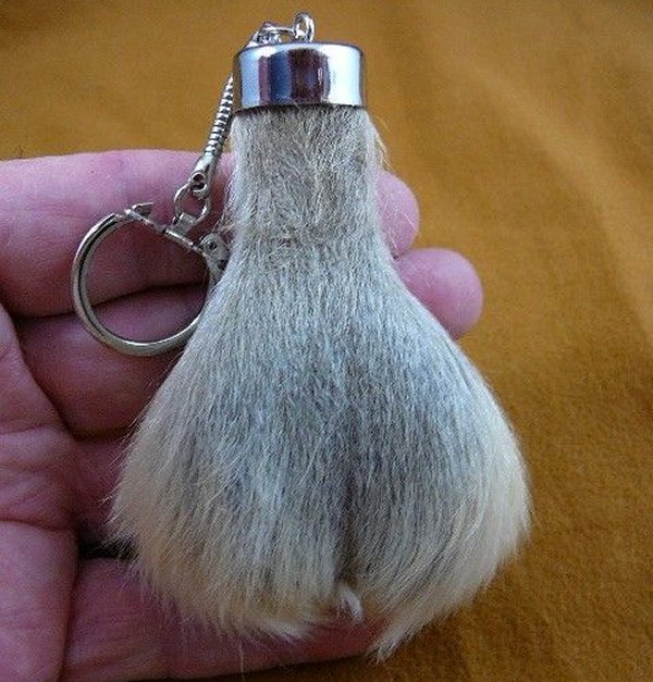 Scrotum after it has been prepared for selling as souvenir