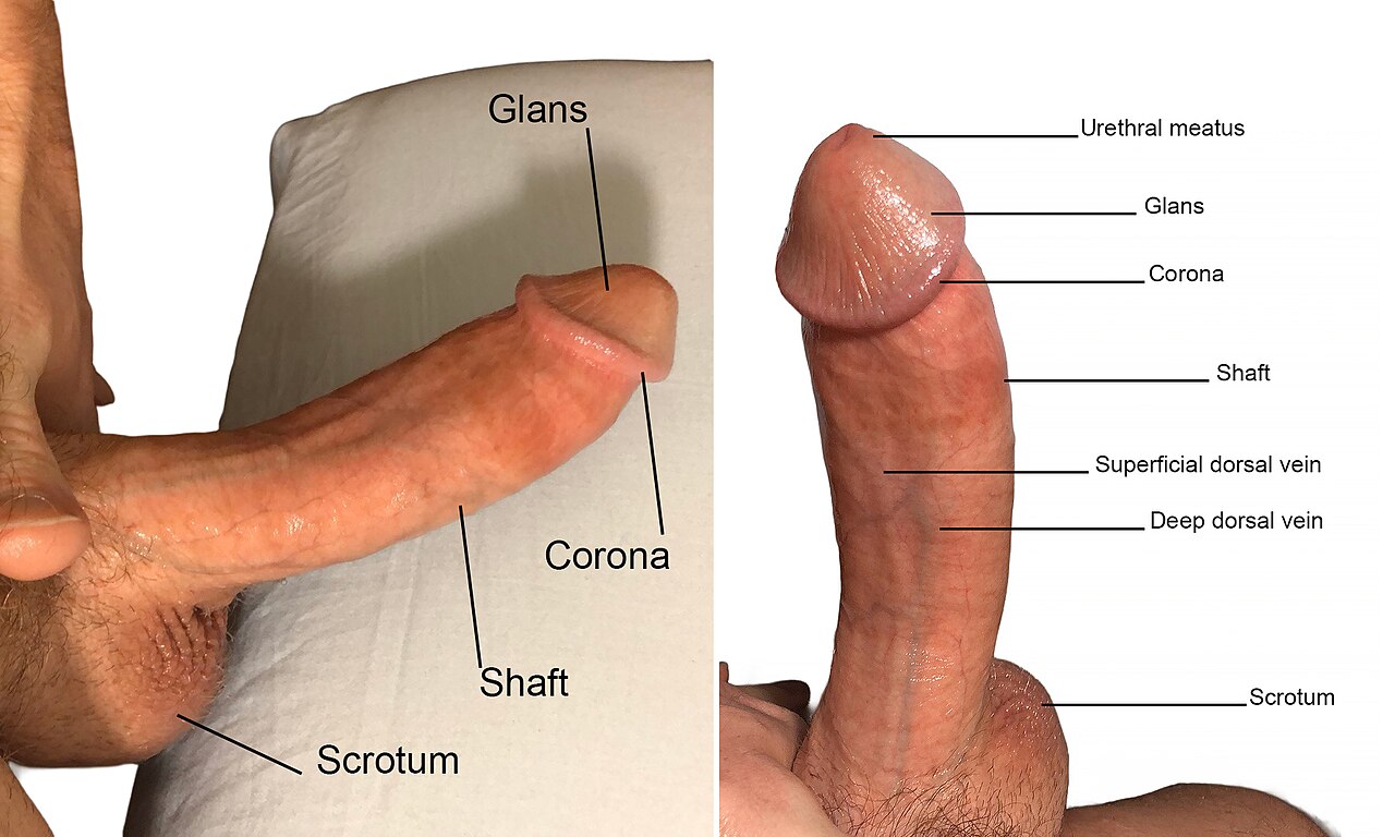 Lateral and dorsal view human penis and scrotum