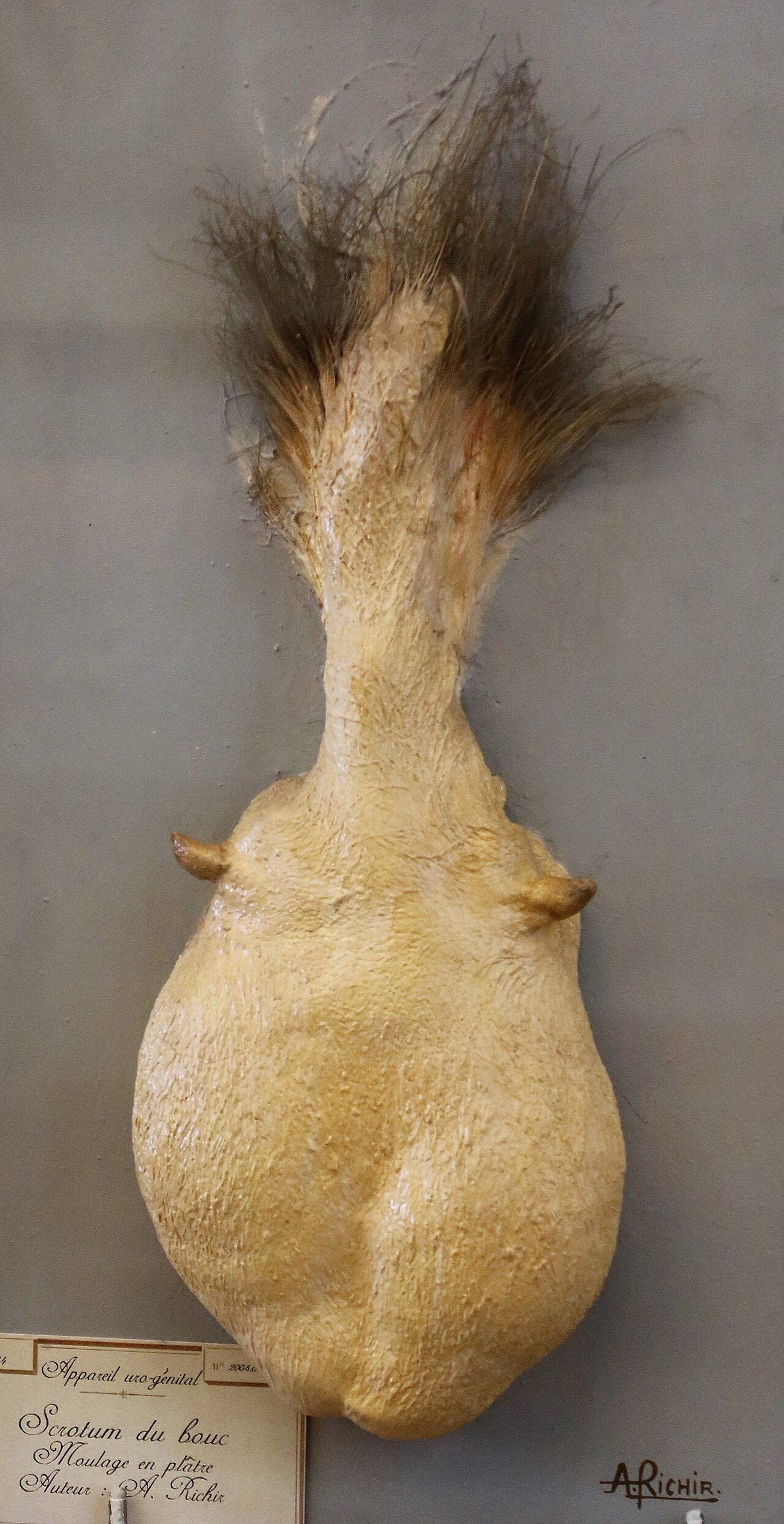 Scrotum du bouc