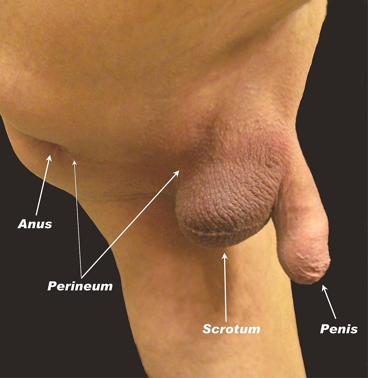 Shaved human penis scrotum perineum and anus with labels