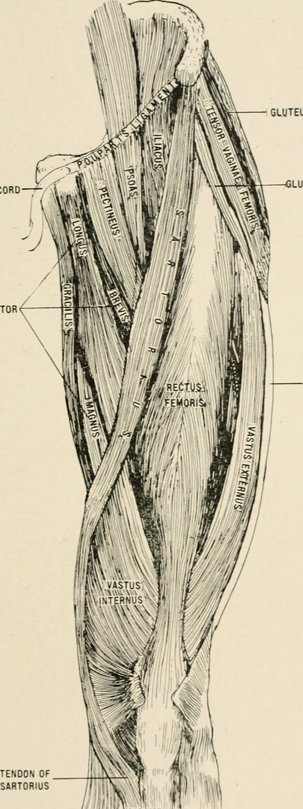 Title anatomy in a nutshell a treatise on human anatomy in i