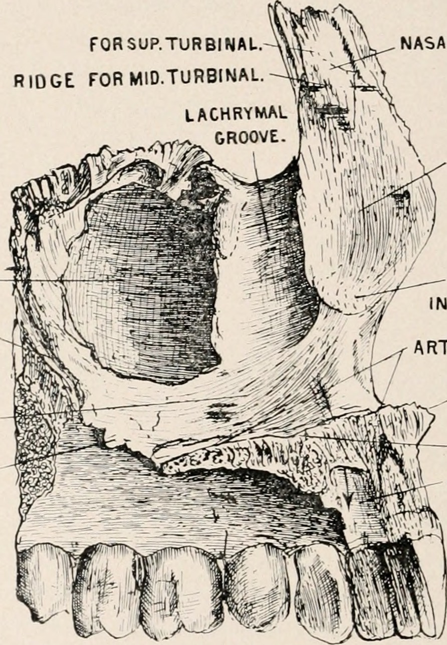 Title anatomy in a nutshell a treatise on human anatomy in i