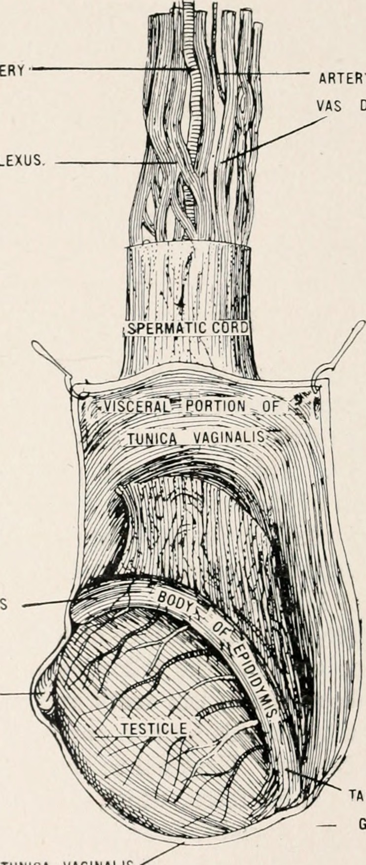 Title anatomy in a nutshell a treatise on human anatomy in i