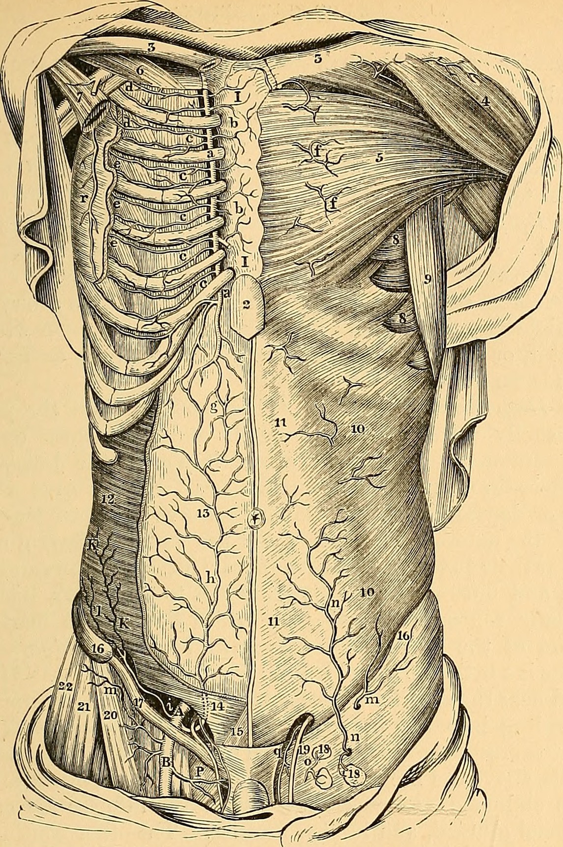 Identifier anatomyofarterie00powe find matches title anatomy