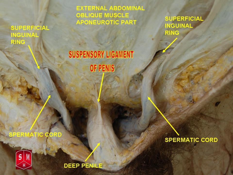 Anatomical preparation