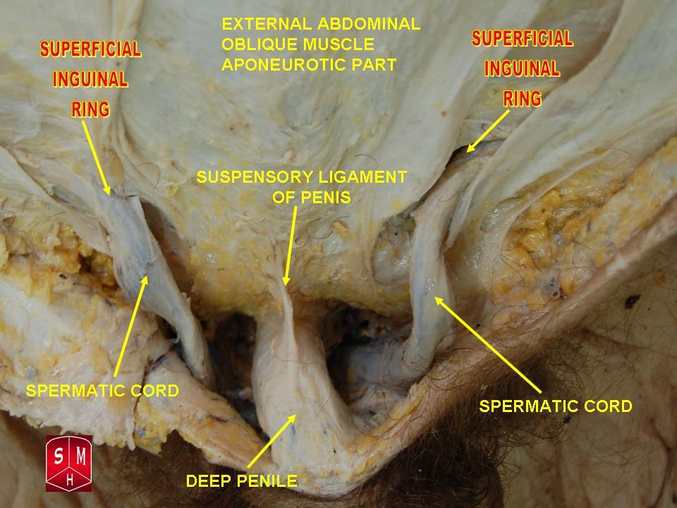 Anatomical preparation