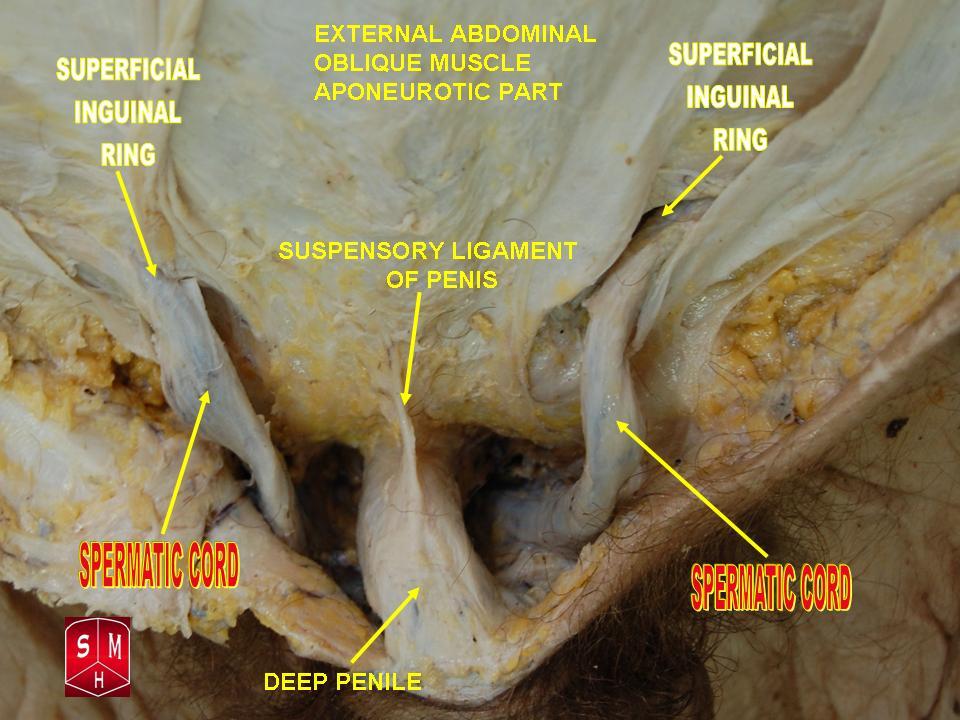 Anatomical preparation
