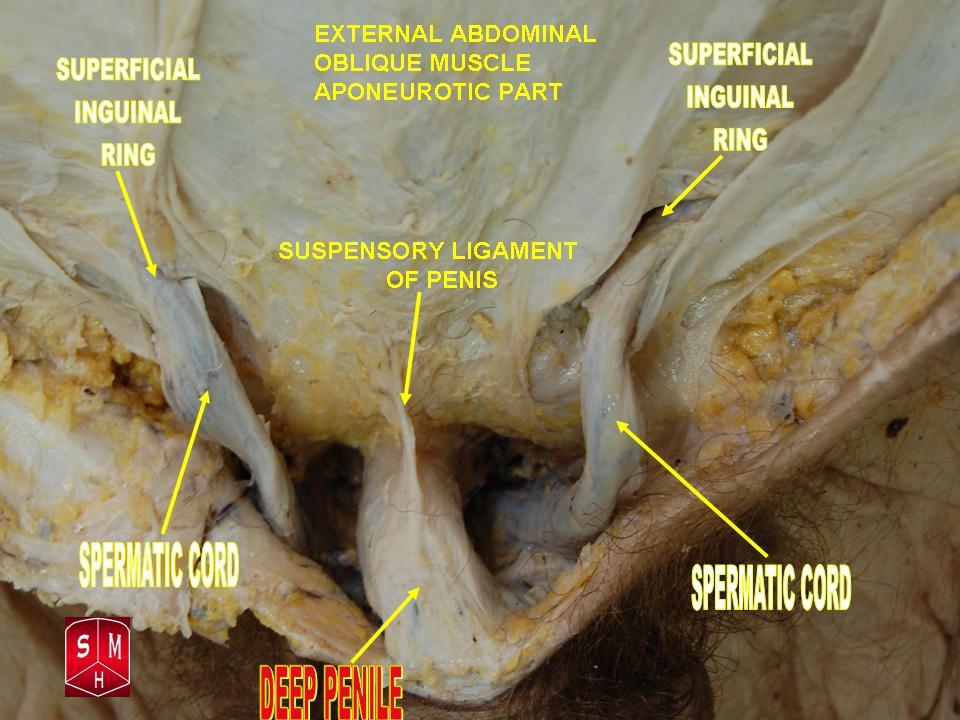 Anatomical preparation
