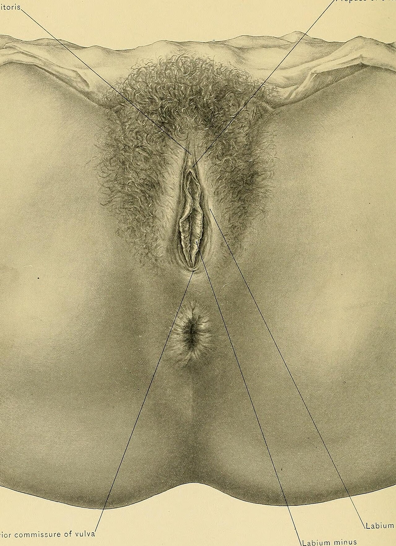 Identifier surgicalanatomyt02deav find matches title surgica