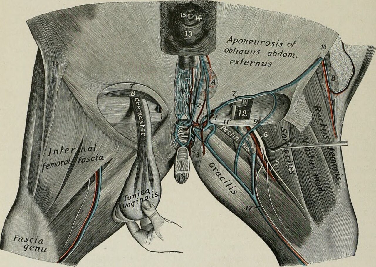 Title the anatomy of the domestic animals identifier anatomy