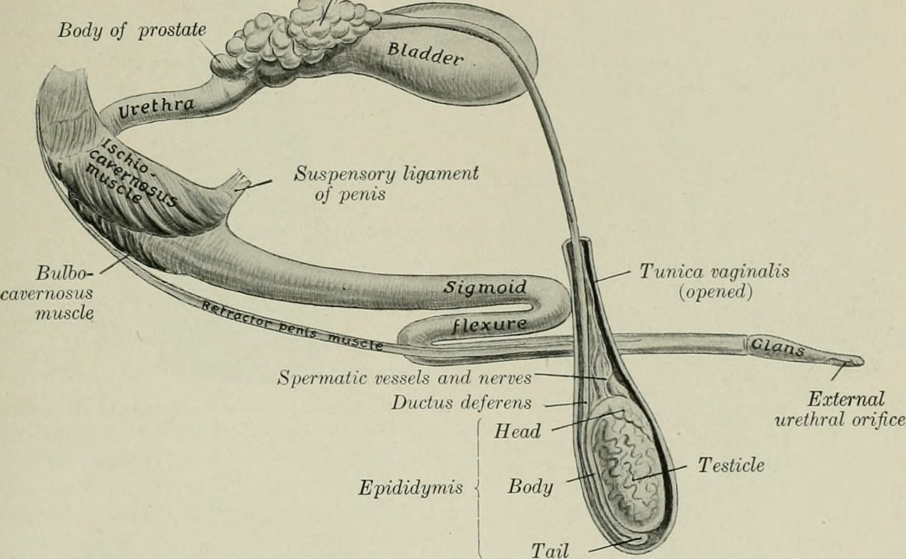 Title the anatomy of the domestic animals identifier anatomy
