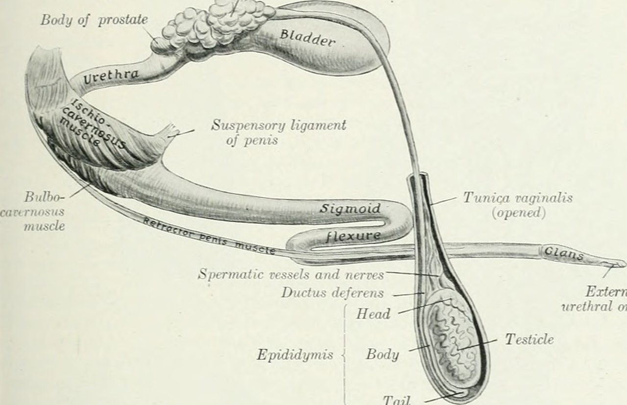 Title the anatomy of the domestic animals identifier anatomy