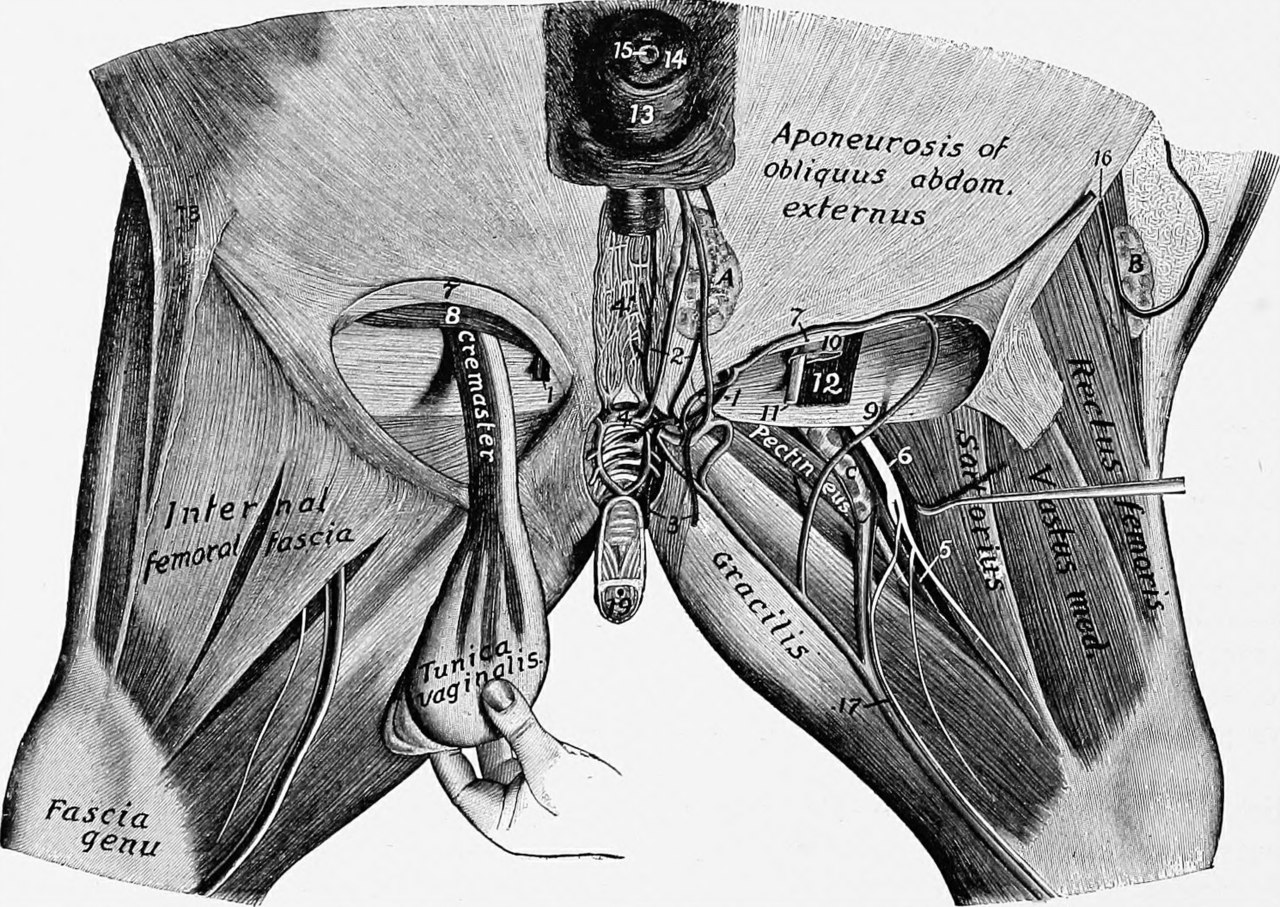 Title the anatomy of the domestic animals identifier cu31924