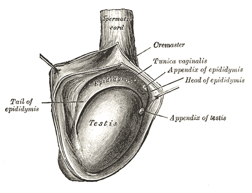 The right testis exposed by laying open the tunica vaginalis