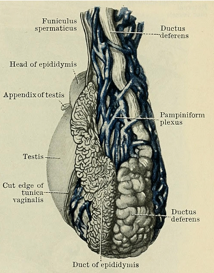 Fig 1007 left testis and epididymis viewed from behind showi