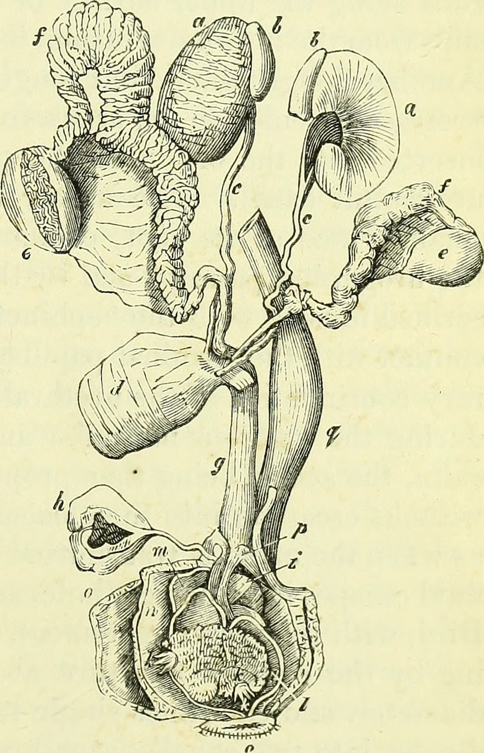 Identifier b20416039 003 find matches title on the anatomy o