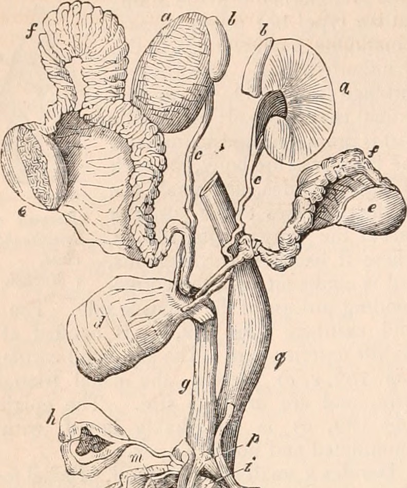 Title the cyclop dia of anatomy and physiology identifier cy