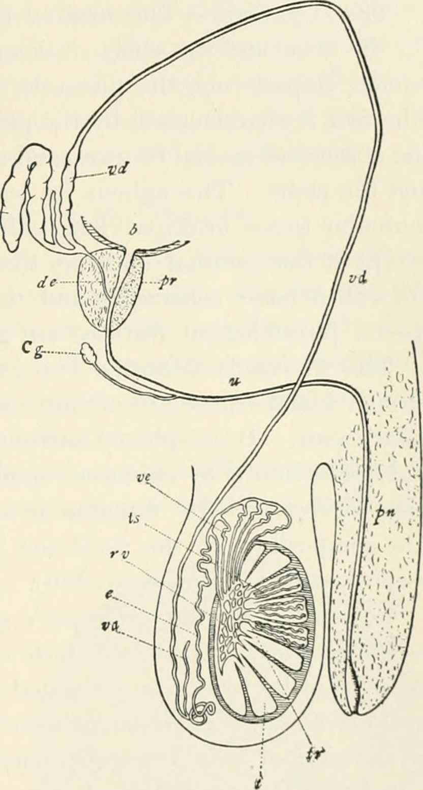 Title an american text book of physiology identifier america
