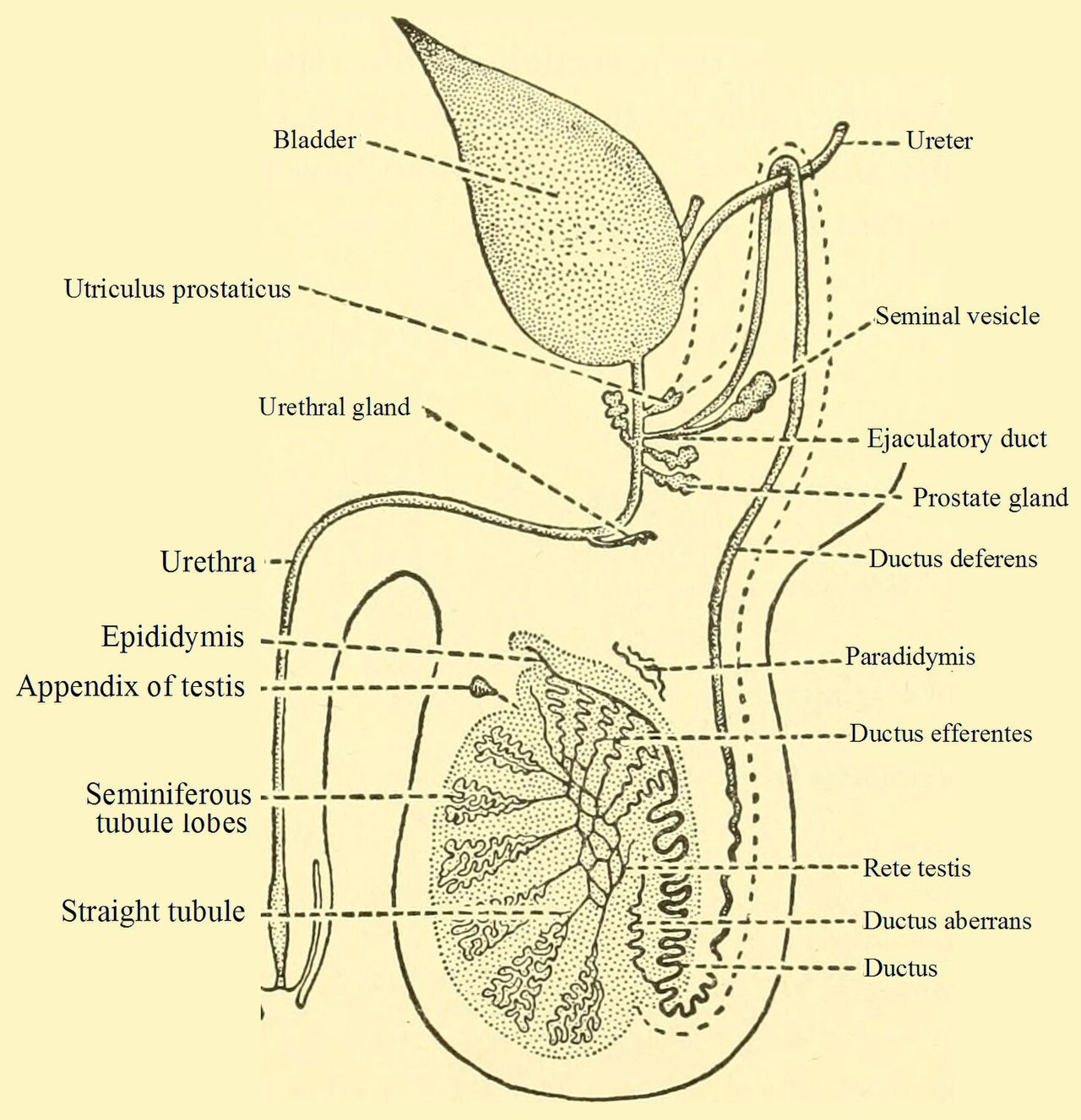 Title biology of the vertebrates a comparative study of man