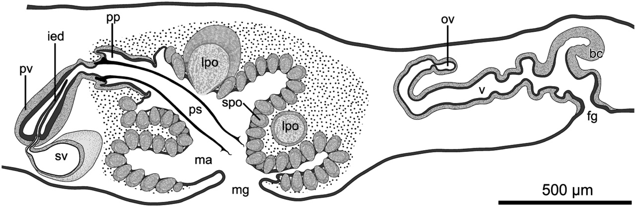 Fig 3 schematic diagram of copulatory apparatuses in chimaer
