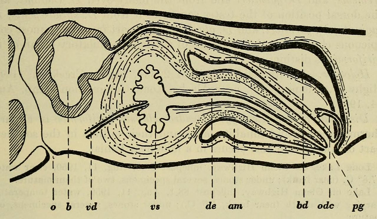 Dendrocoelopsis piriformis diagram of the copulatory organs