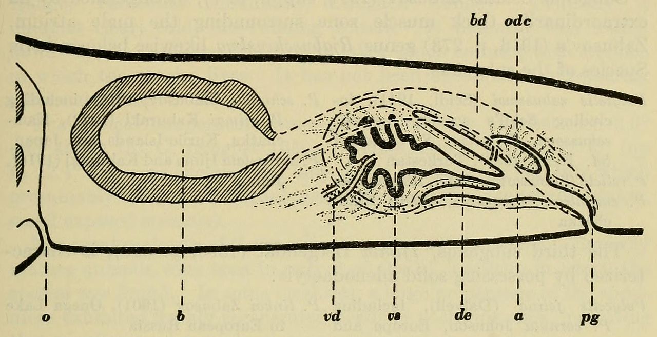 Polycelis borealis diagram of the copulatory organs in longi