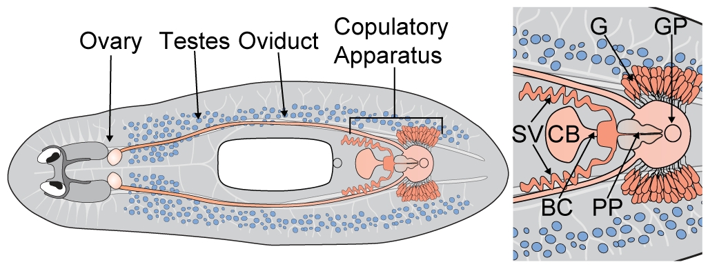 Diagram depicting the location of various organs in sexual s