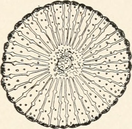 Title biology identifier biologycalk00calk find matches year
