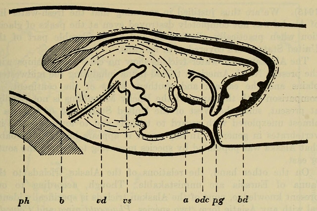 Dendrocoelopsis alaskensis diagram of the copulatory organs