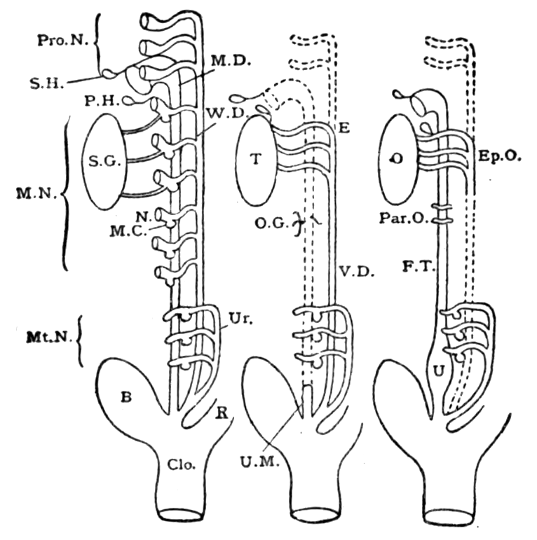 Fig 6 diagram of the formation of the genito urinary apparat