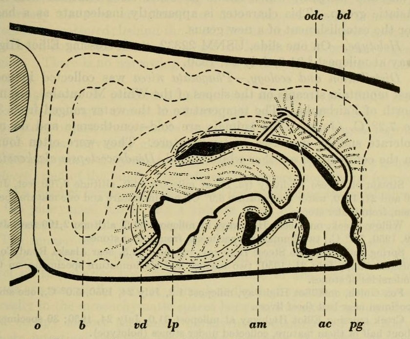 Phagocata nivea diagram of the copulatory organs in longitud