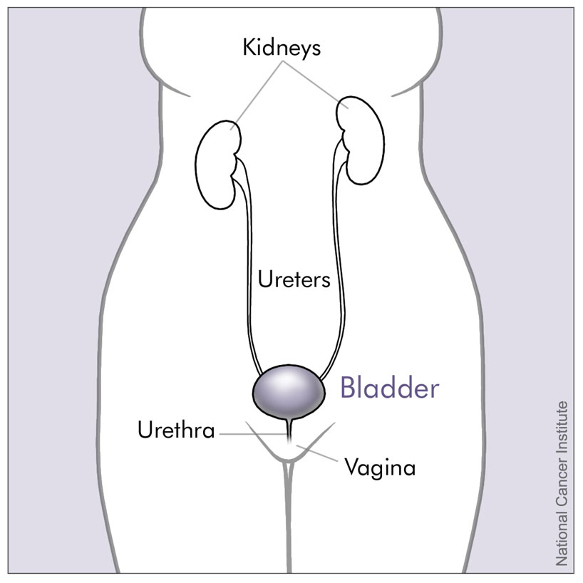 Title bladder and nearby organs female description the kidne