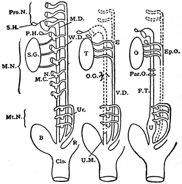Diagram of the formation of the human genito urinary apparat
