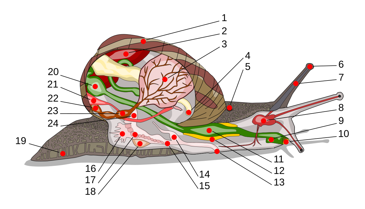 Anatomy of a common snail