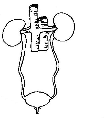 Diagram of urinary system unlabelled by ruth lawson otago po