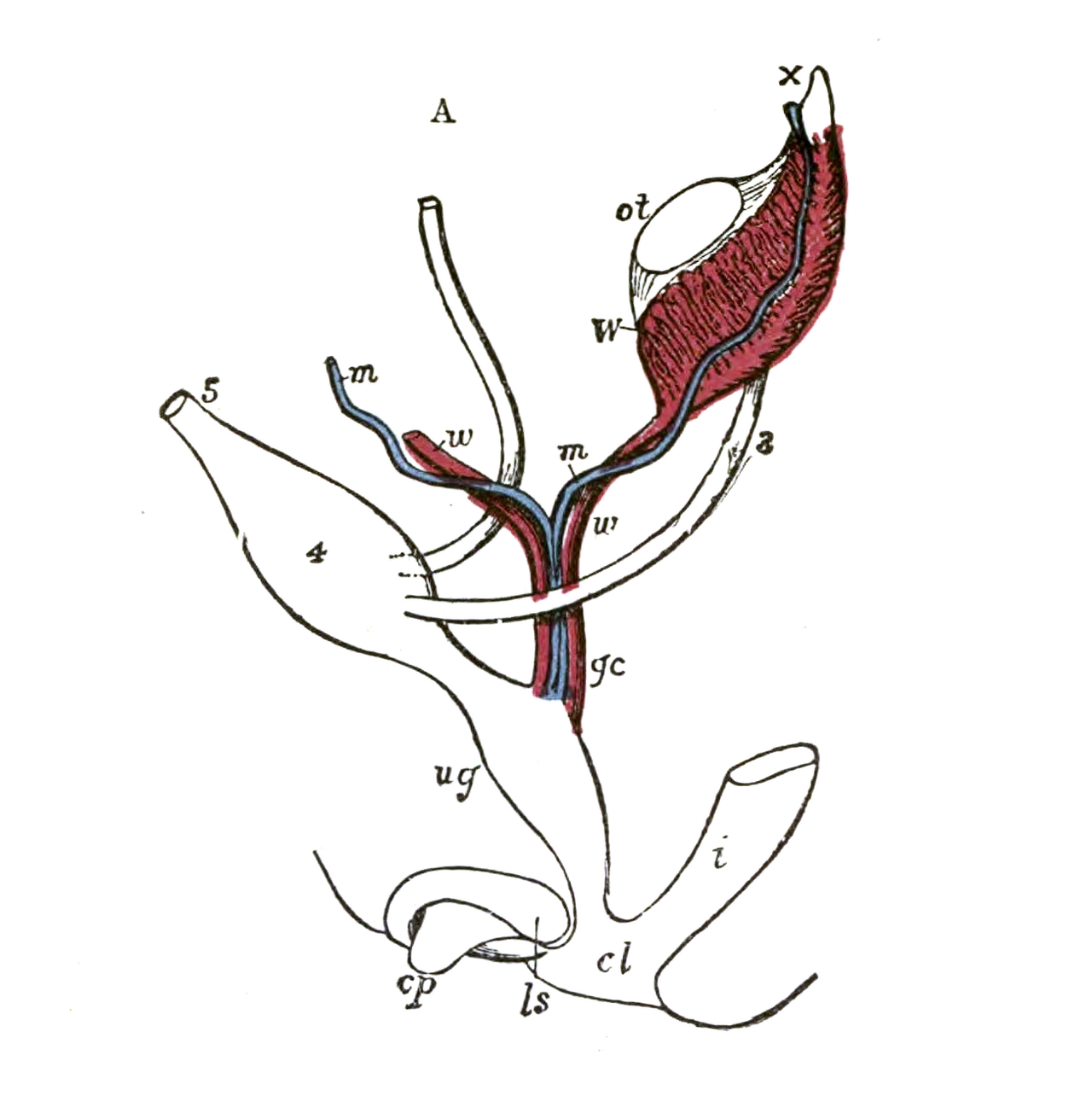 Diagrams to show the development of male and female generati