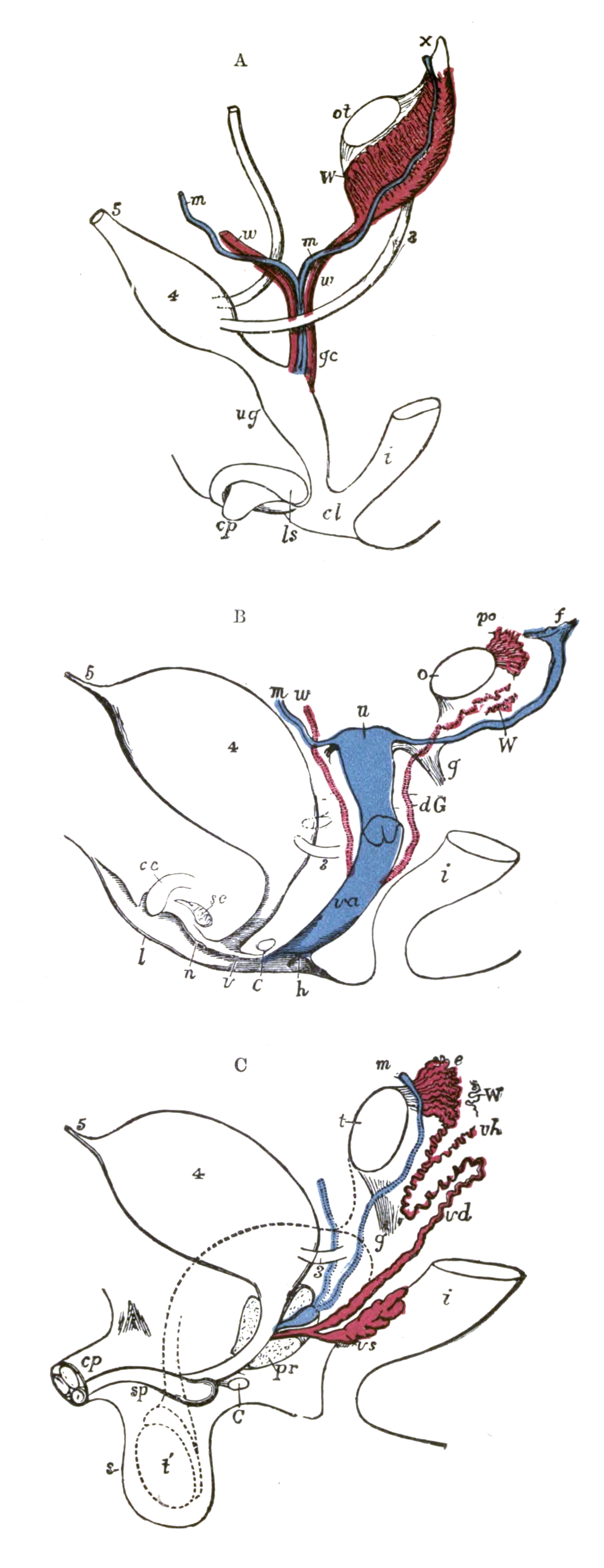 Diagrams to show the development of male and female generati