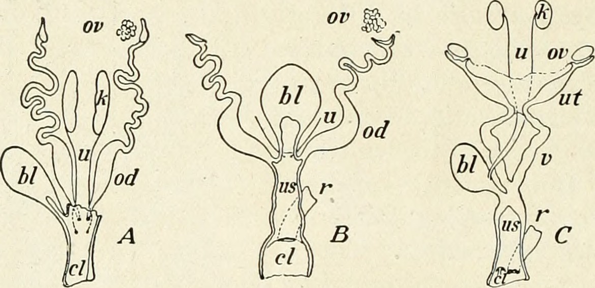Title practical anatomy of the rabbit an elementary laborato