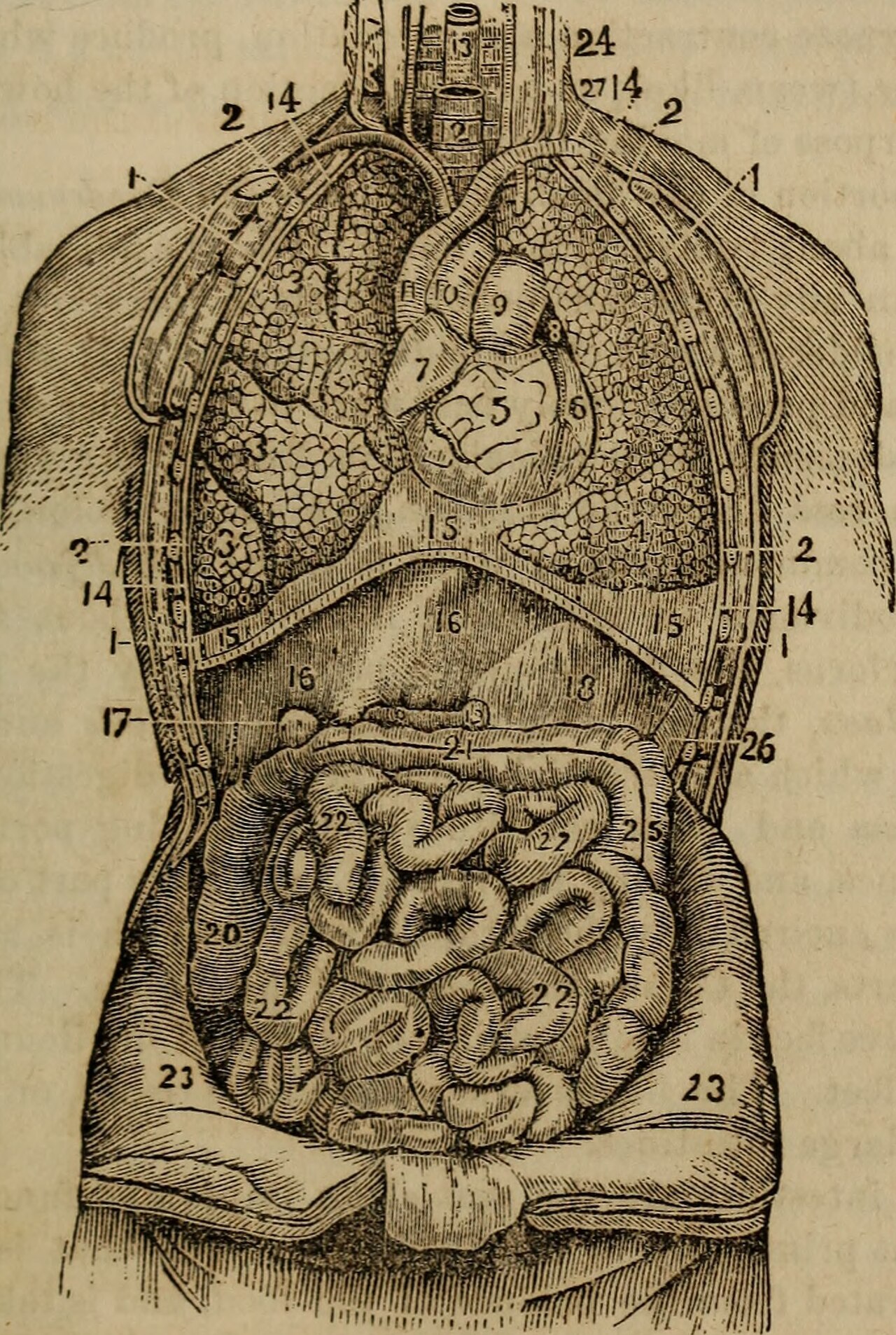 Identifier anatomyphysiolog00jord find matches title anatomy